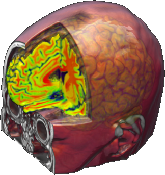 Human brain rendering